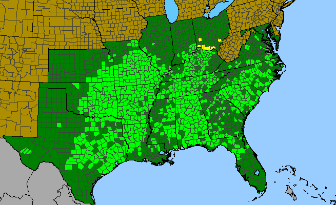 The range of Viburnum rufidulum